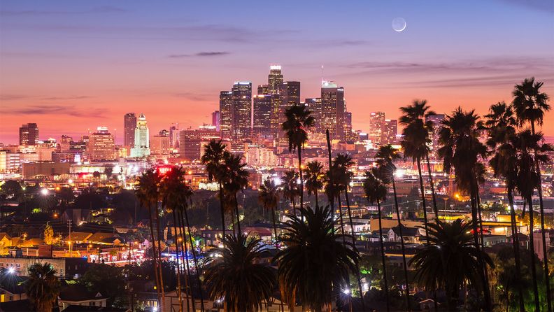 Los Angeles Palm Trees_i.jpg